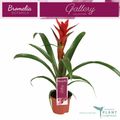 Guzmania 'Ostara'