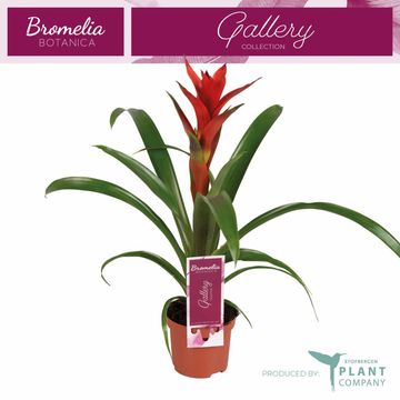 Guzmania 'Ostara'