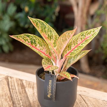 Aglaonema 'Romance Red'