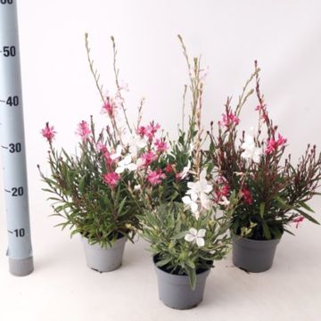 Gaura lindheimeri MIX