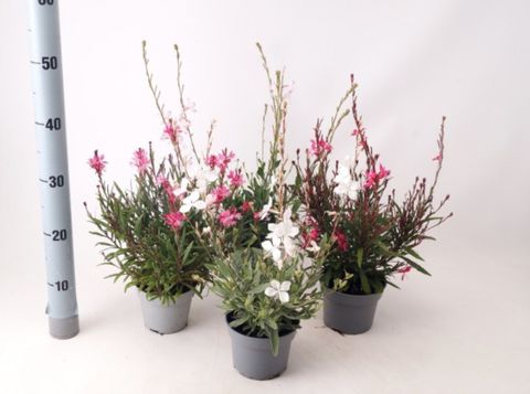 Gaura lindheimeri MIX