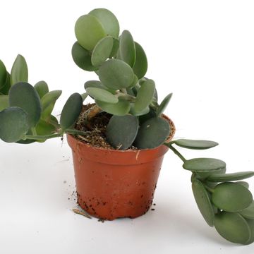 Xerosicyos danguyi