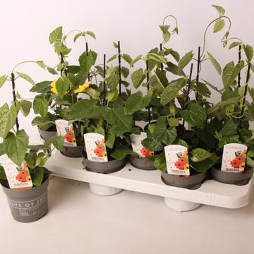 Thunbergia alata 'Yellow Dark Eye'