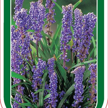 Liriope muscari 'Royal Purple'