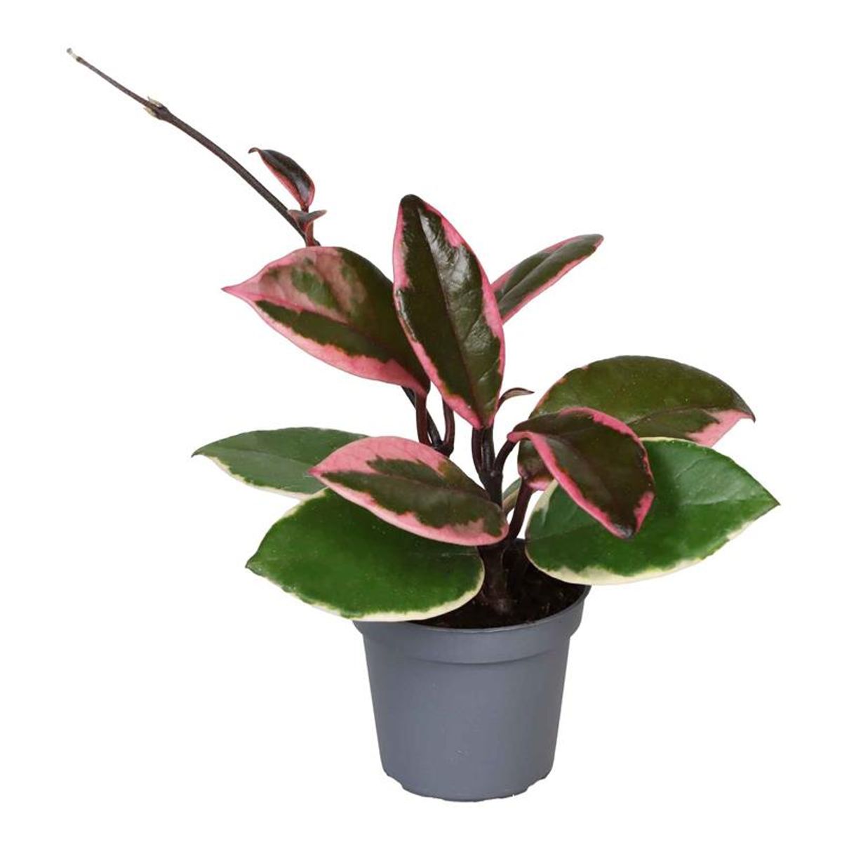 Hoya carnosa 'Tricolor Flamingo Dream' — Plant Wholesale FlorAccess