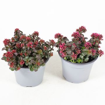 Sedum spurium SPOT ON MIX