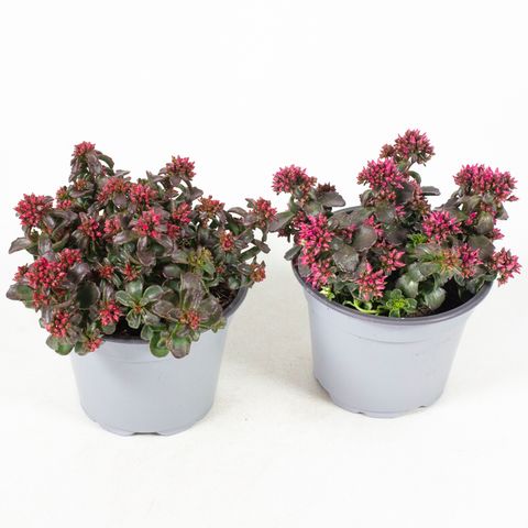 Sedum spurium SPOT ON MIX