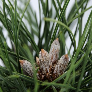 Pinus nigra 'Nana'