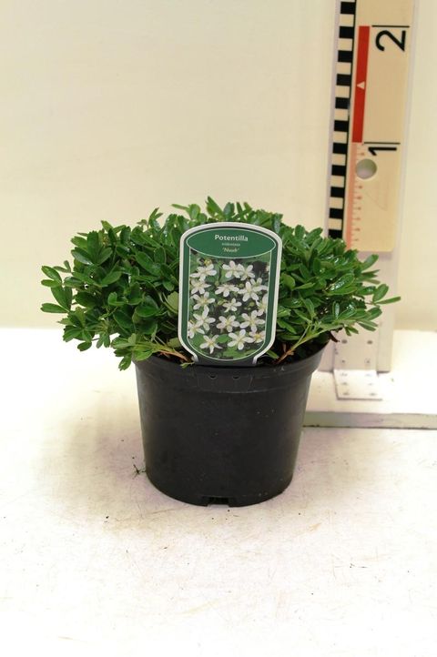 Potentilla tridentata 'Nuuk'