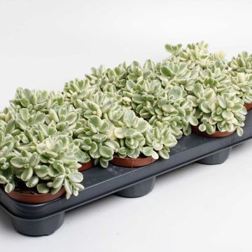 Cotyledon ladismithiensis 'Variegata'