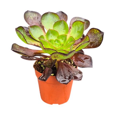 x Semponium 'Sienna'