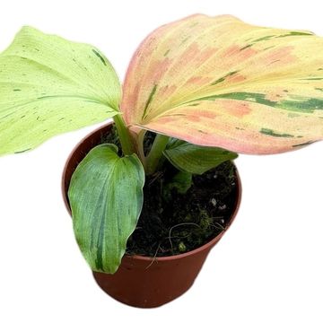 Kaempferia pulchra 'Variegata'