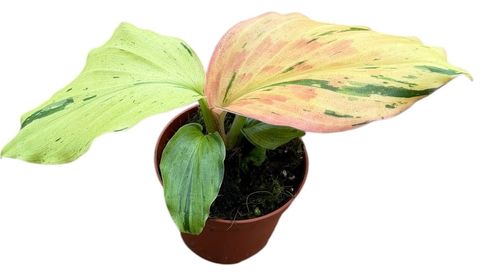 Kaempferia pulchra 'Variegata'
