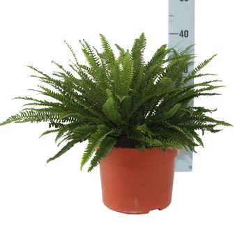 Blechnum spicant