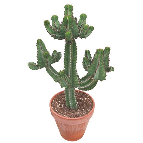 Euphorbia cooperi