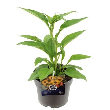 Echinacea 'Espinoso Yellow'