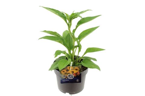 Echinacea 'Espinoso Yellow'