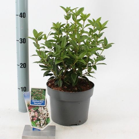 Viburnum tinus 'Eve Price'