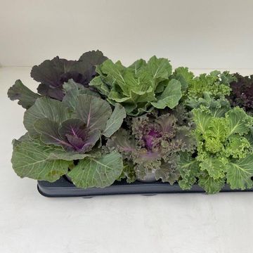 Brassica oleracea MIX