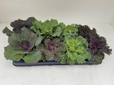 Brassica oleracea MIX