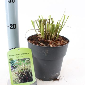 Pennisetum advena 'Rubrum'