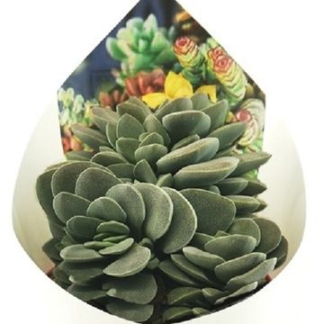 Crassula 'Morgan's Beauty'