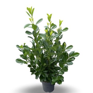 Prunus laurocerasus 'Novita'