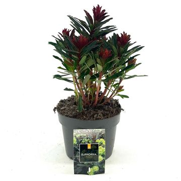 Euphorbia amygdaloides 'Purpurea'