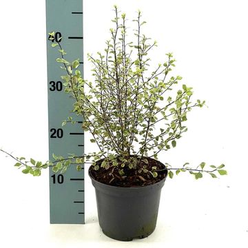 Pittosporum tenuifolium 'Silver Magic'