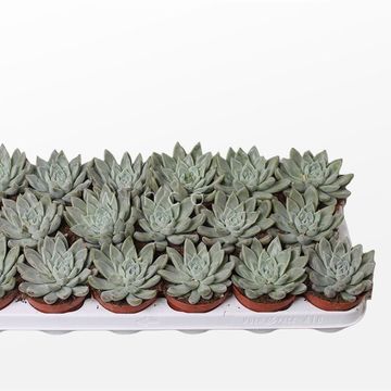 Echeveria tolimanensis