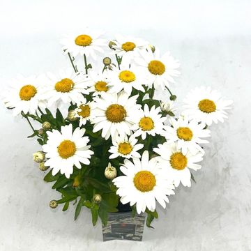 Leucanthemum 'Madonna'