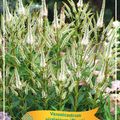 Veronicastrum virginicum 'Diane'