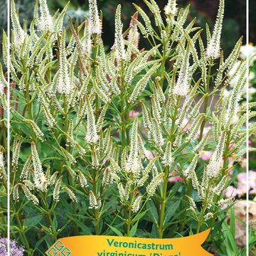 Veronicastrum virginicum 'Diane'