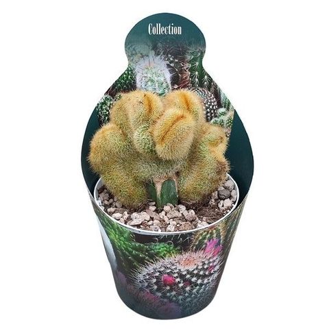 Notocactus leninghausii cristata