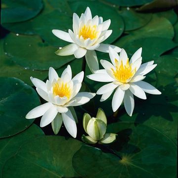 Nymphaea odorata 'Alba'