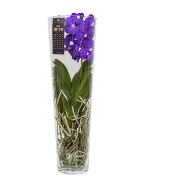 Vanda LISANNE BLUE