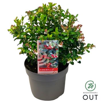 Vaccinium vitis-idaea FIREBALLS