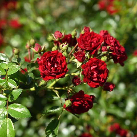 Rosa CRIMSON SILUETTA