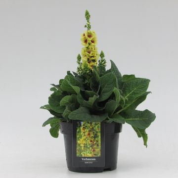 Verbascum 'Dark Eyes'