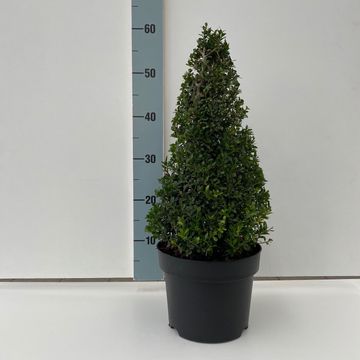 Ilex crenata 'Stokes'