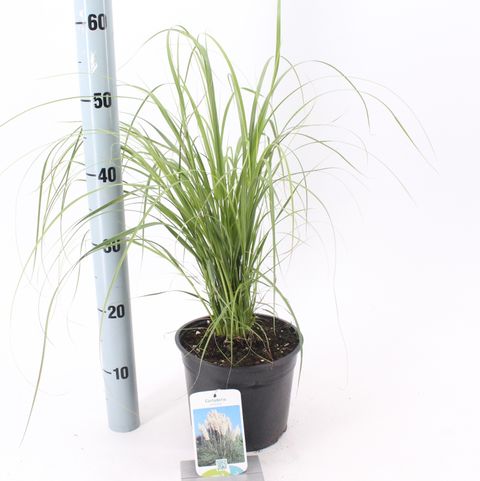 Cortaderia selloana
