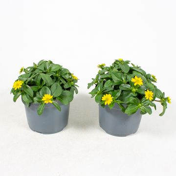 Sanvitalia procumbens