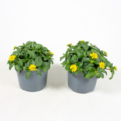 Sanvitalia procumbens