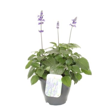 Salvia MYSTIC SPIRES BLUE