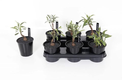 Decaschistia intermedia