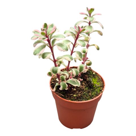 Sedum spurium 'Variegatum'