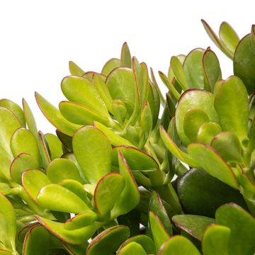 Crassula portulacea