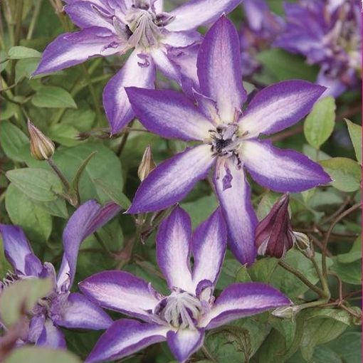 Clematis ASTRA NOVA (Vt)