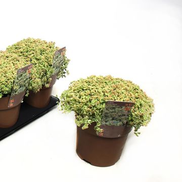 Sedum 'Литтл Мисси'