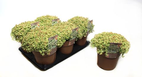 Sedum 'Литтл Мисси'